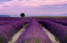 lavenderfields