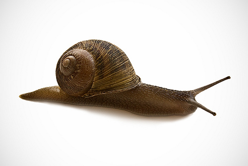 Beautyingrediënt: slakkenslijm