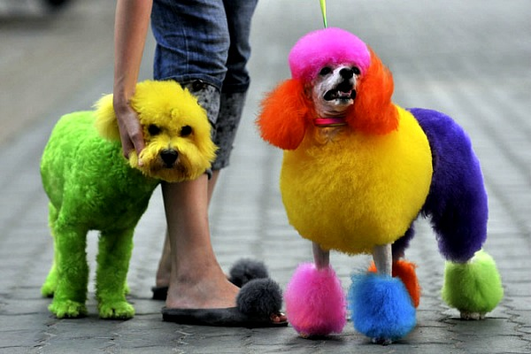 Ieder verwijderen Doe voorzichtig Bizarre Beauty: Dip Dye Dogs ⋆ Beautylab.nl