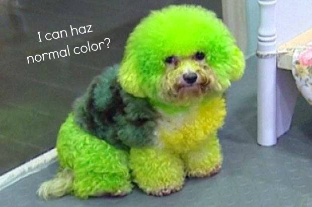 Ieder verwijderen Doe voorzichtig Bizarre Beauty: Dip Dye Dogs ⋆ Beautylab.nl