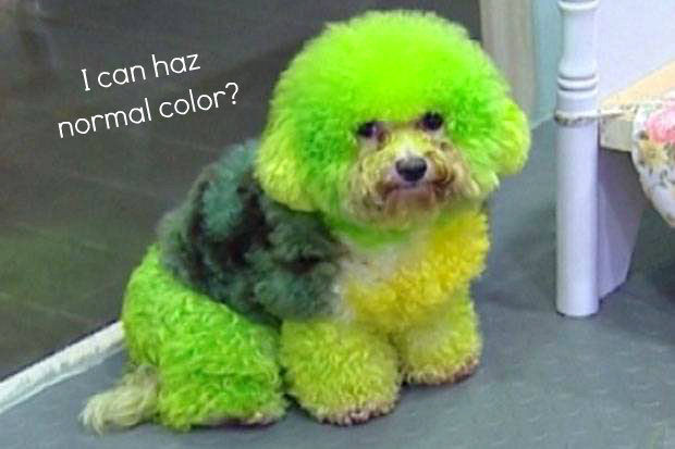 Asser rots racket Bizarre Beauty: Dip Dye Dogs ⋆ Beautylab.nl