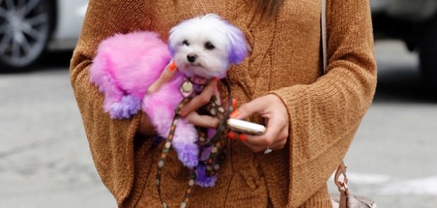 Bizarre Beauty: Dip Dye Dogs