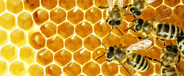 Bijengif in cosmetica