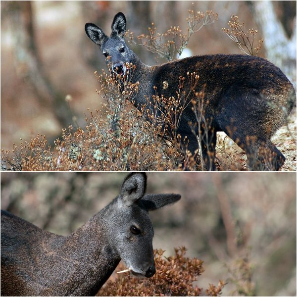 musk deer