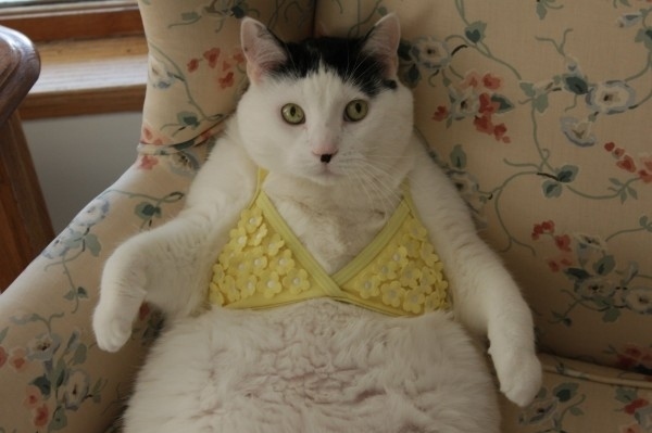 Cat Bra