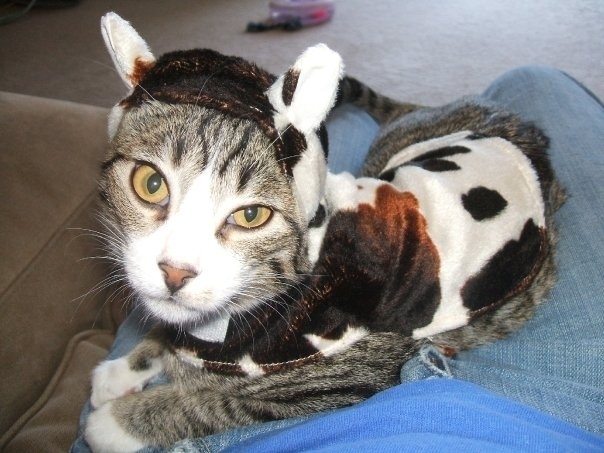 Cat Cow ⋆ Beautylab.nl