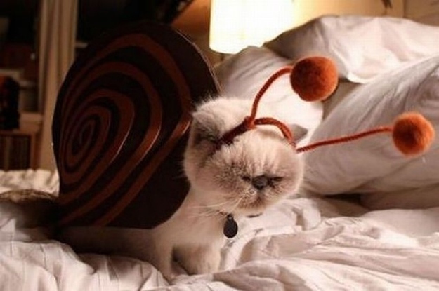 Cat Snail