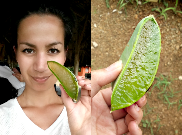 Aloe Vera