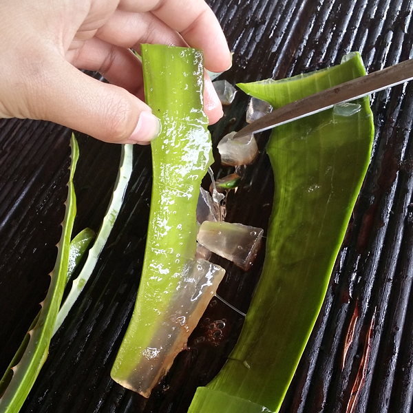 aloe vera curaloe5