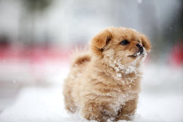 doggy snow