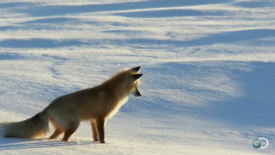 vosje in de sneeuw