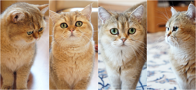 Furry Friend tag