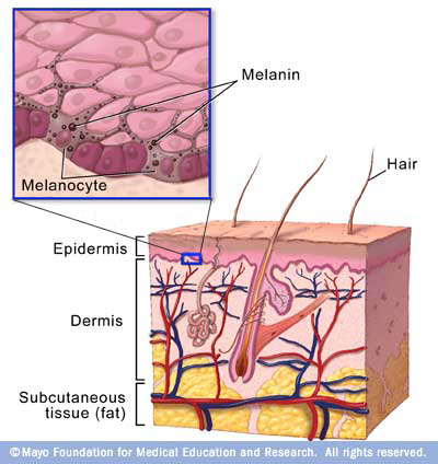 sn7_skinlayers