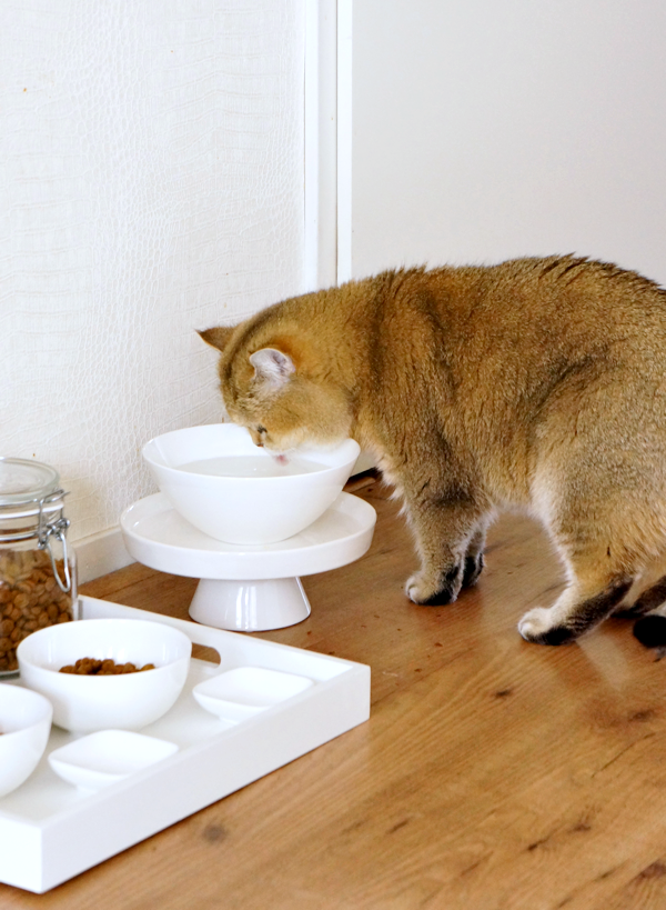diy cat food tray_06