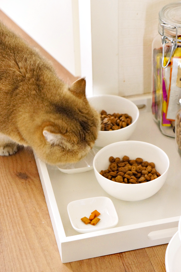 diy cat food tray_11