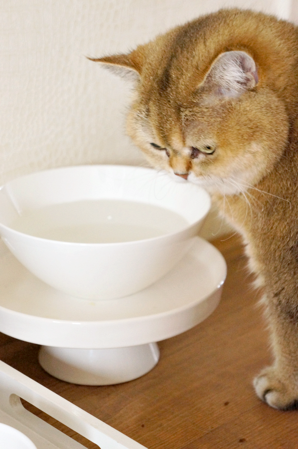 diy cat food tray_12 ⋆ Beautylab.nl