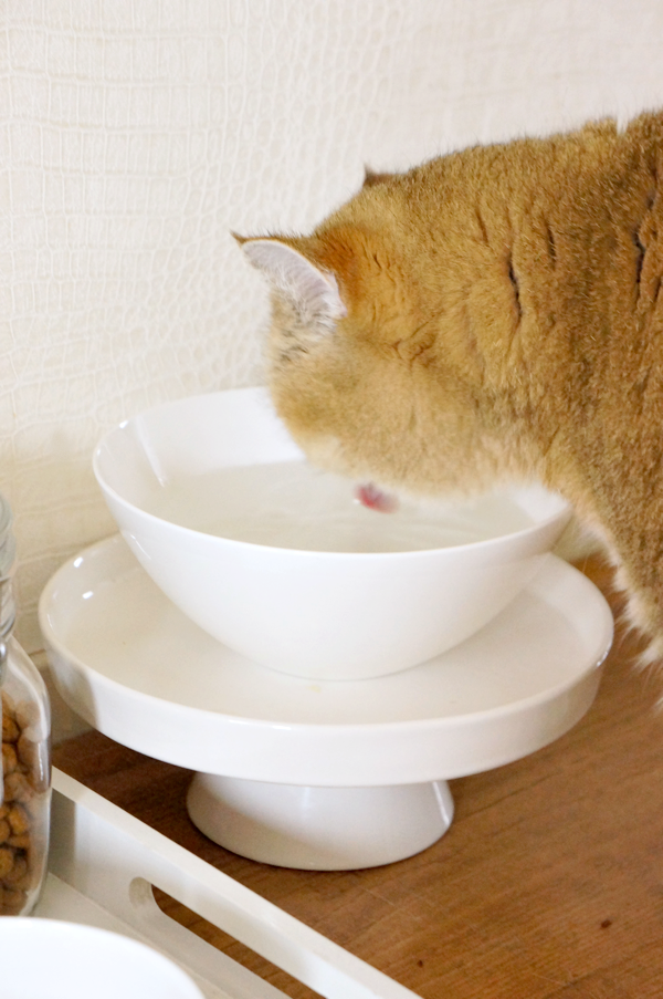 diy cat food tray_13 ⋆ Beautylab.nl
