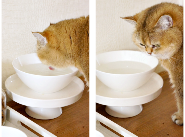 drinking tray cat
