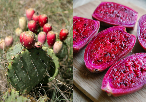 PRICKLY PEAR FRUIT