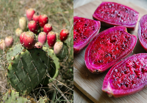 Verbazingwekkend Skalk galop Cactusvijgolie ⋆ Beautylab.nl