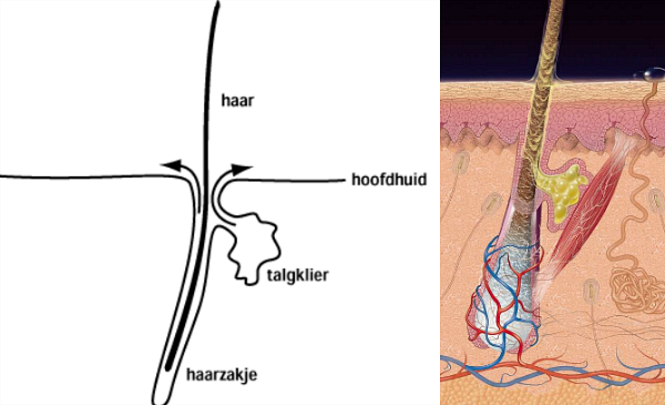 haarzakje talgklier