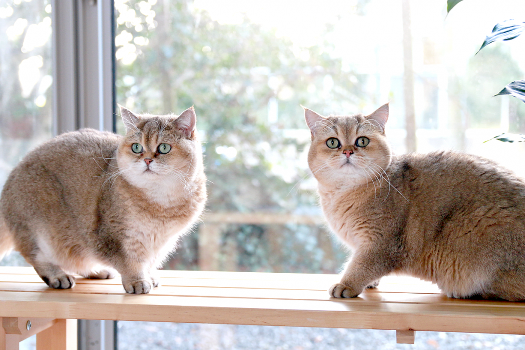 11 betaalbare én mooie kattenhuisjes voor je interieur