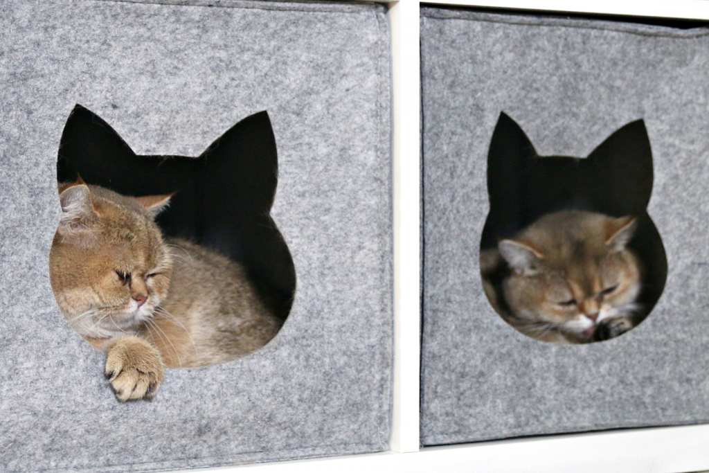 Deze DIY kattenkrabpaal blend perfect met ons interieur