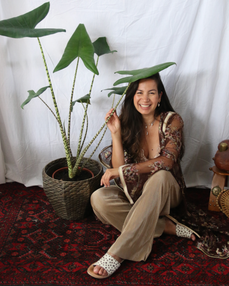 Alles over de verzorging van de Alocasia Zebrina