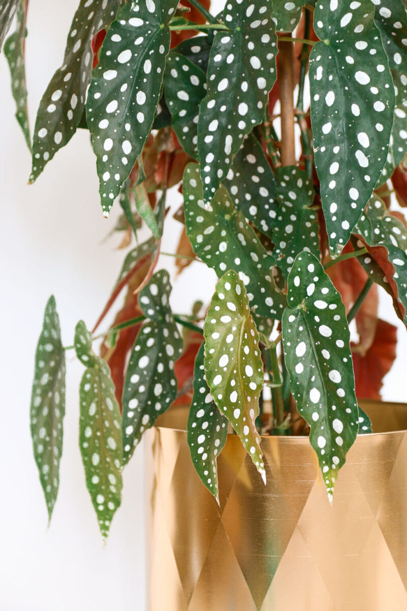 Verzorgingstips voor de stippenbegonia (Begonia maculata)