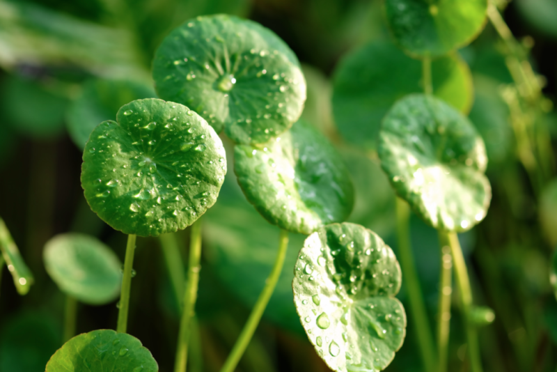 Skincare ingrediënt | Centella Asiatica